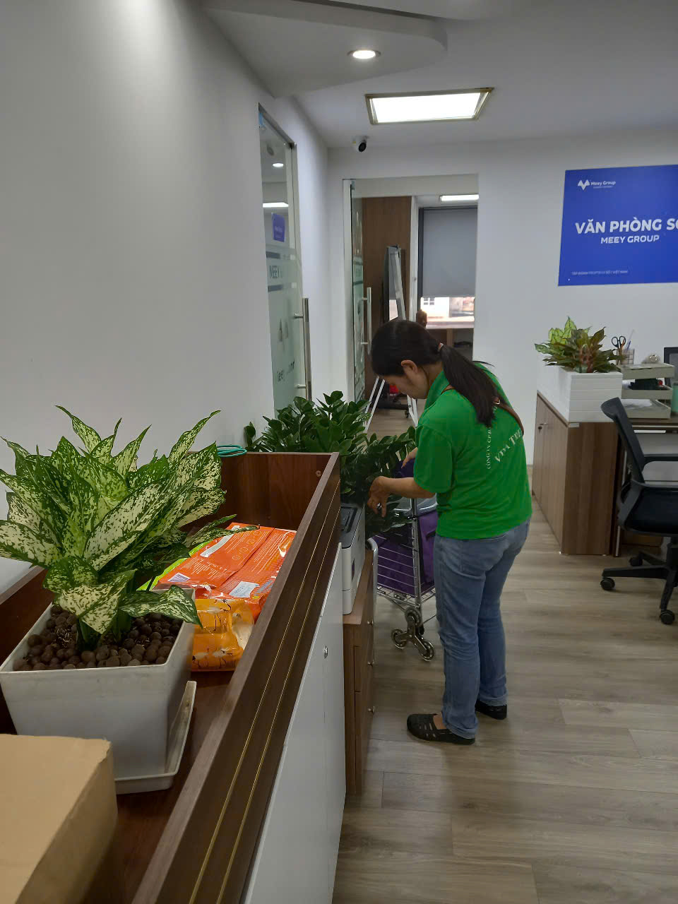 Nhân viên Vinatrees đang chăm sóc cây cho khách thuê cây cảnh văn phòng tại Hà Nội